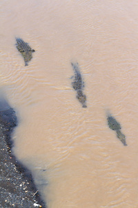 鳄鱼在泥泞的河流