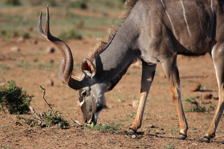 雄性Kudu羚羊