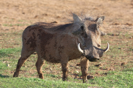 疣猪一种非洲野猪