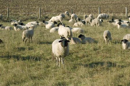羊吃草。