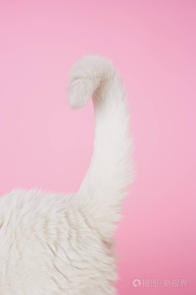 白色的猫的尾巴