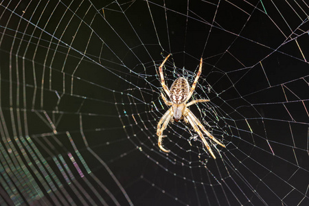 其 web 的蜘蛛