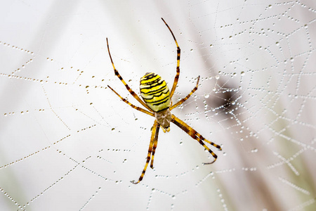 横纹金蛛，金蛛，水滴和清晨的露水所涵盖的蜘蛛网