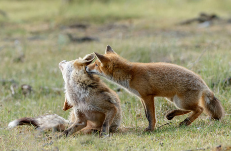 两只红狐狸幼崽