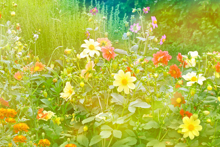 七彩花朵大丽花夏天景观的背景