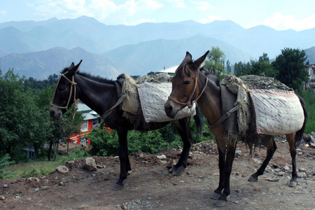 克什米尔的两匹负担马。