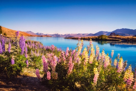 特卡波湖和鲜花在梦幻风格的花园景观