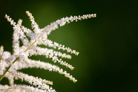 白飞雪花儿的美丽的特写镜头图片