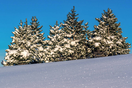 在 Khamar 大坂山积雪冷杉