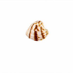 美丽的海壳，Chione 波纹巴非蛤 海报 网站 名片 明信片 室内设计 标签和贴纸的白色背景上孤立