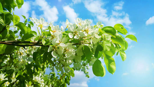 美丽的春天果树与美丽的白色 flo 的一枝
