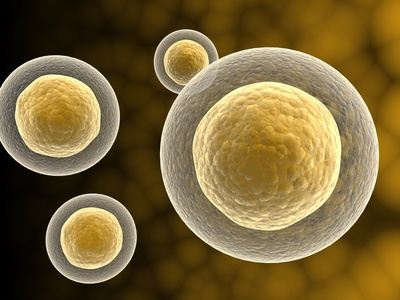 的,原子能的 细胞细胞核的有丝分裂中细胞与细胞核的分离和细胞的增殖