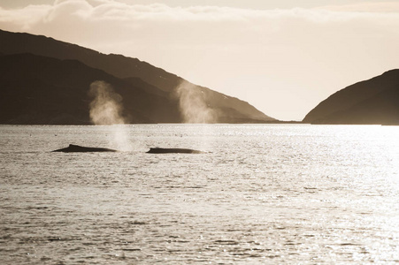 两个驼背鲸，格陵兰岛