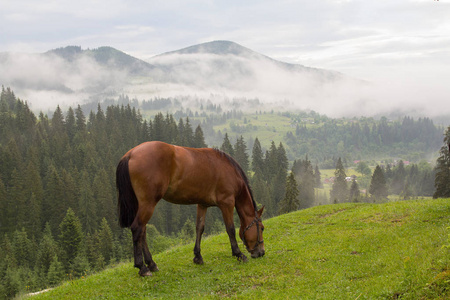 马在早上在高山牧场上吃草。喀尔巴阡