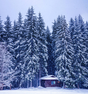 圣诞冬季景观 云杉和松树树覆盖在雪里