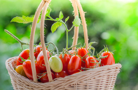 竹篮子里放着鲜红色甜番茄的健康水果