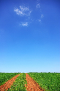 绿色田野的道路。