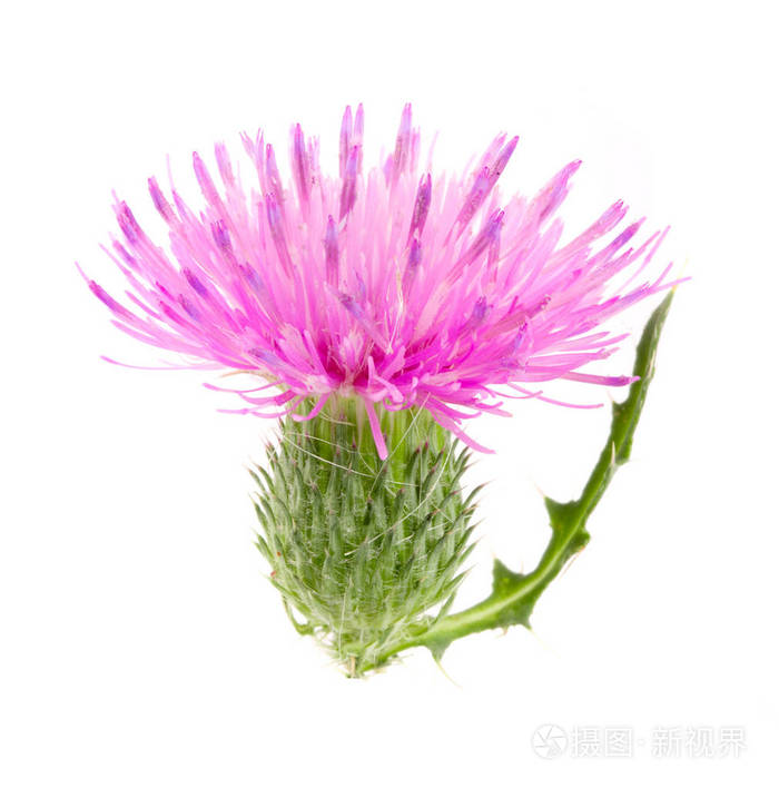 白色背景宏观上孤立的花蓟