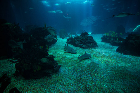 为观察水族馆海洋巨鱼世界图片