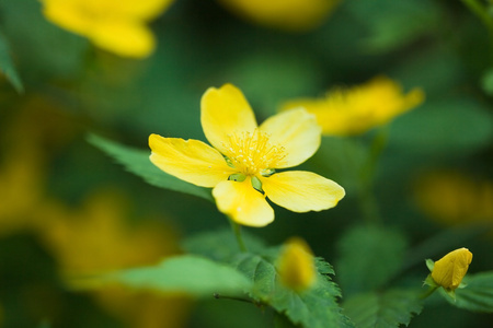 花园里的黄花