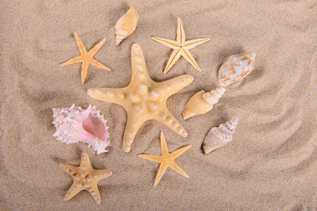 海星和贝壳上干净的沙子