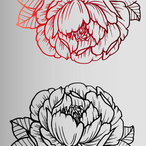 美丽的花朵玫瑰邮票灰色背景半的颜色   红色渐变和黑色剪影