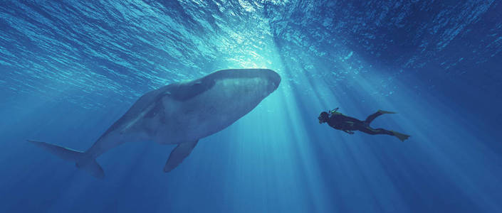 潜水员在附近一条鲸鱼的危险照片