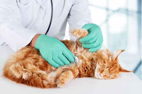 猫在兽医医生检查