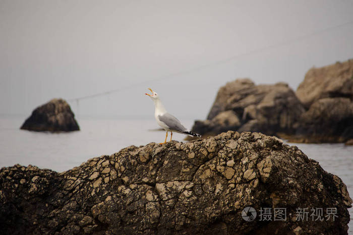 在海边岩石上的海鸥。克里米亚半岛