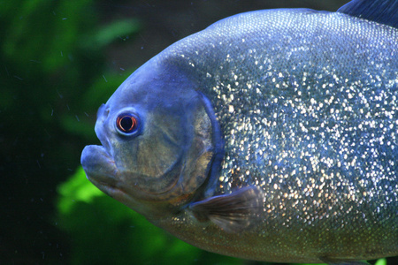 水虎鱼 锯脂鲤(南美的一种捕食动物的小淡水鱼) 一种轮式装甲车 由