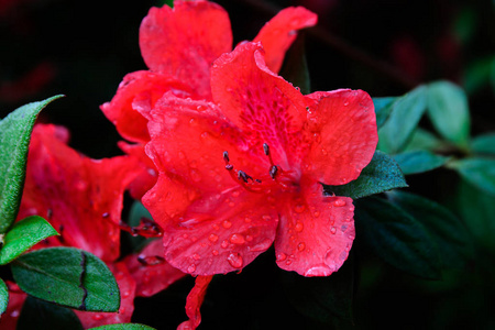 杂交杜鹃花杜鹃花