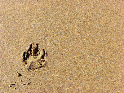 海滩上的动物足迹
