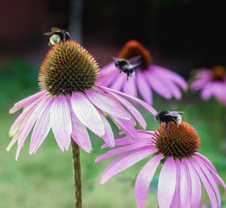 紫锥菊花朵与蜜蜂