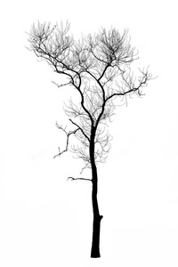 死树的树枝上白色孤立