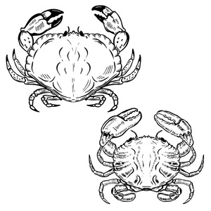 手绘螃蟹孤立在白色背景上。设计元素 f