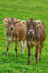 牧场的奶牛