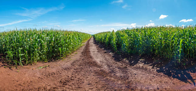 玉米地里种植农村粮食