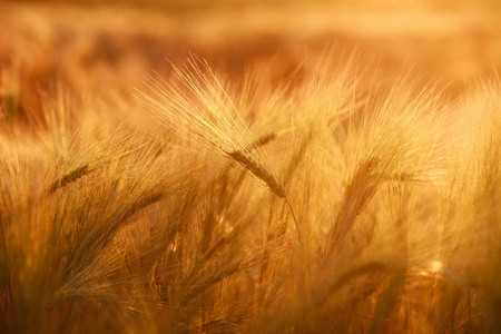 黄色字段秸中谷物成熟小麦在阳光下