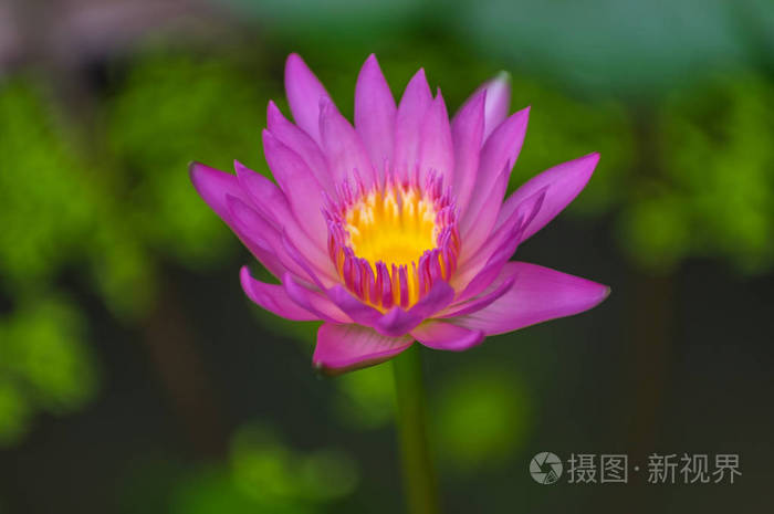 亚洲莲花纯