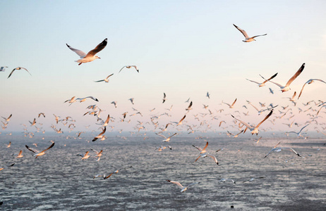 在日落时分在天空中飞翔的海鸥