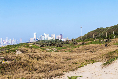 蓝蓝的天空和城市天际线的沿海沙丘植被反抗