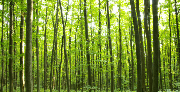 森林 丛林 森林似的一丛 一片照片