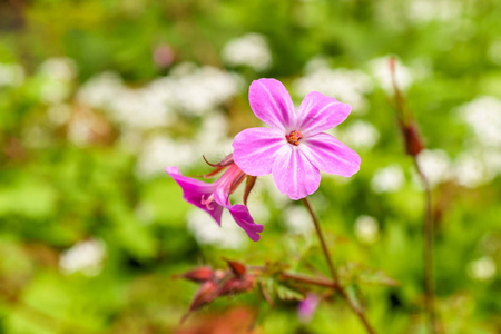 在公园和乡村农场与模糊背景花外