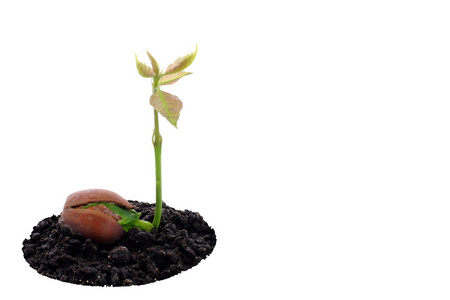 红橡树生长照片