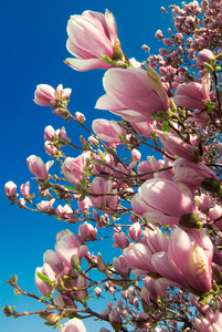 四月盛开的木兰树图片