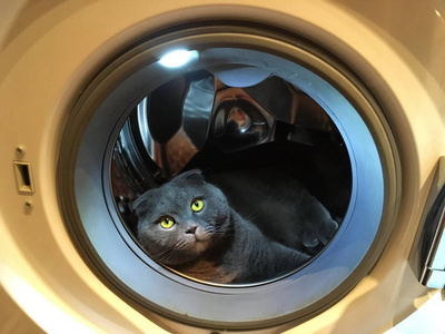 在洗衣机里的猫图片