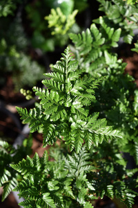 脚蕨类植物或 Rabbitsfoot Hairsfoot