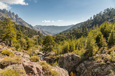 岩石 松树和中央科西嘉山区