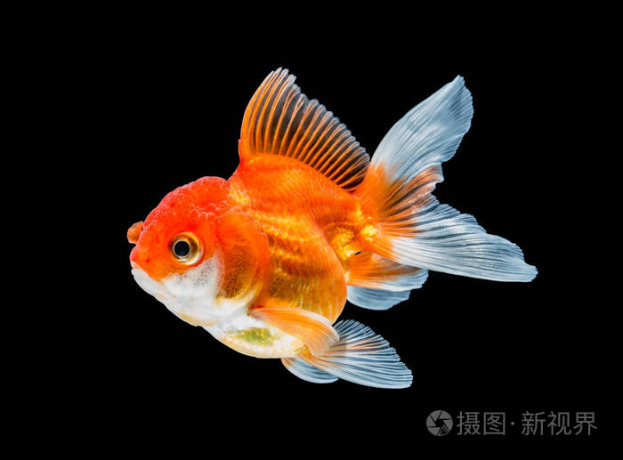 黑色背景上孤立的金鱼
