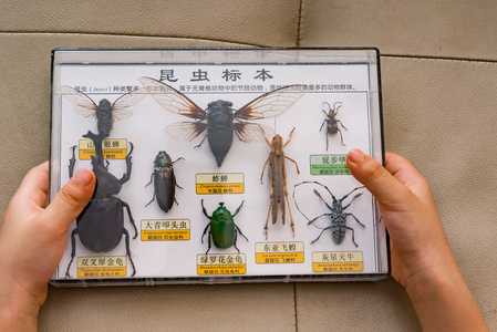 标本采集图片 标本采集素材 标本采集插画 摄图新视界